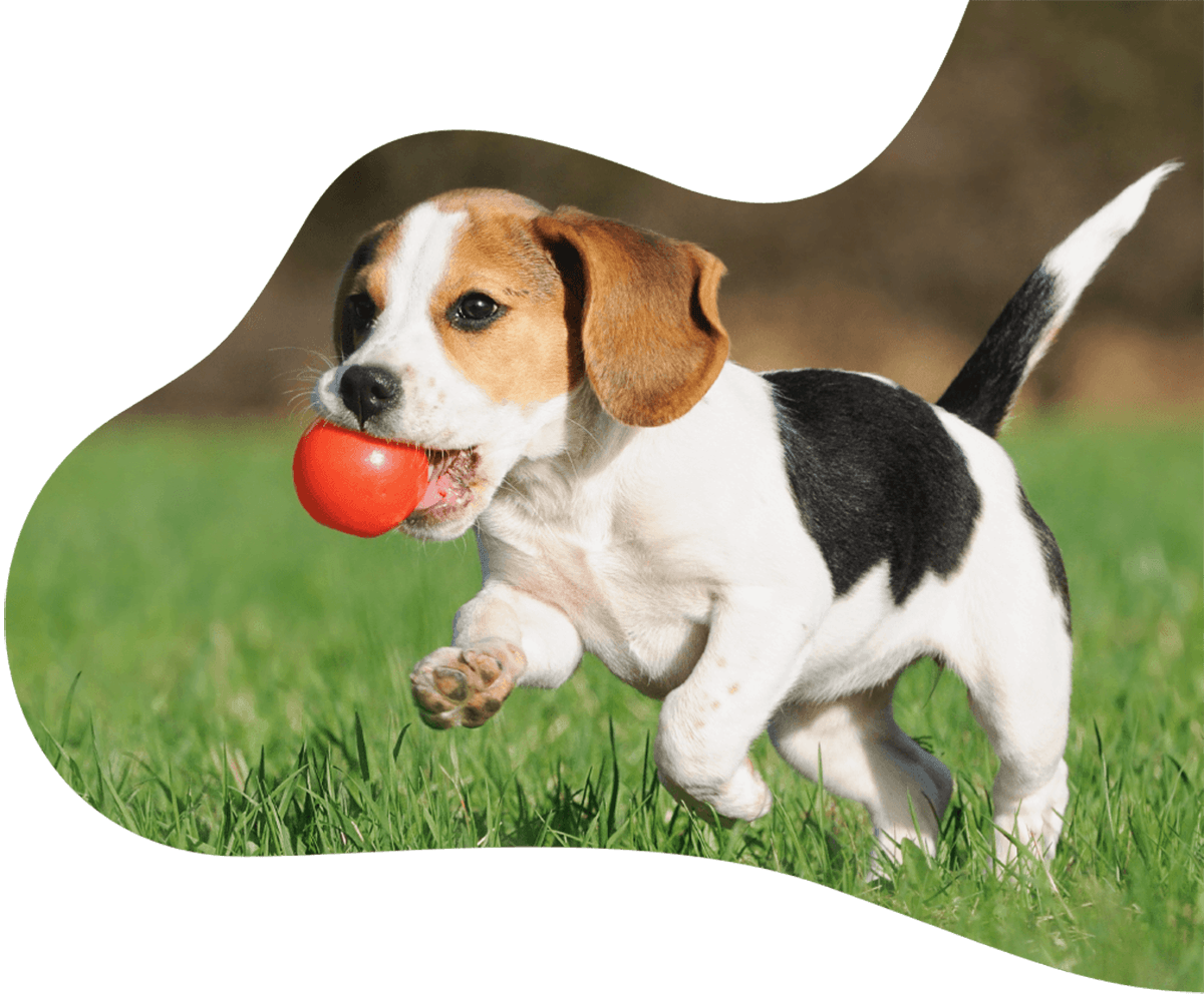 https://mypetclinic.vn/wp-content/uploads/2019/07/hero_image_01.png