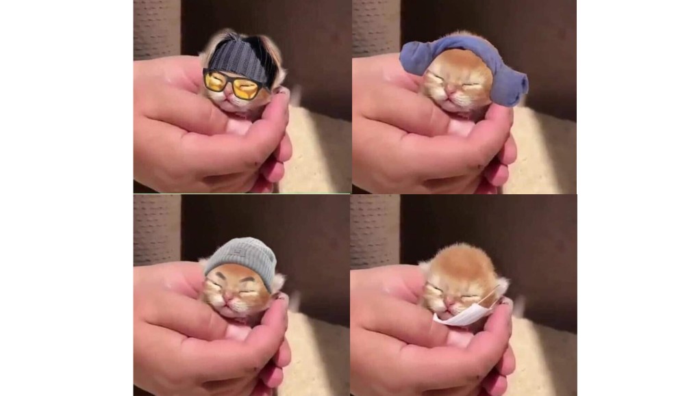 Kinh nghiệm chăm sóc mèo qua từng giai đoạn