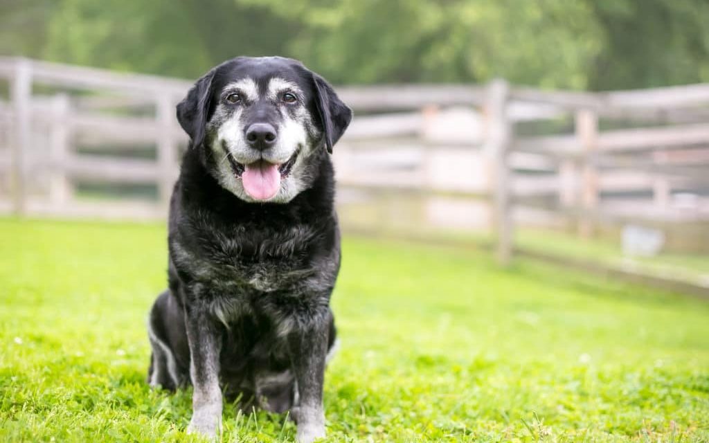 Lịch chích ngừa cho chó tại My Pet Clinic